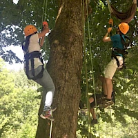 Baumklettern