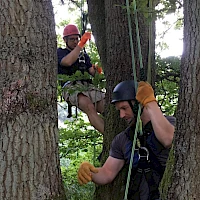 Abseilen vom Baum