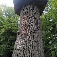 Baum mit Seil - Outdoor Teamtraining