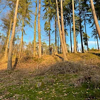 Wald mit Bäumen